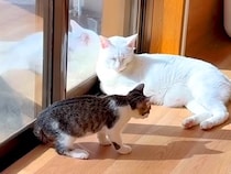 クールなはずのボス猫→無邪気な子猫と過ごした結果…『まるで別猫のような行動』が話題「こんな姿も愛おしい」「影響されたのかな」