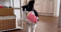得意げな様子で『ぬいぐるみを運んできた猫』→途中で落としてしまった結果…爆笑の展開が65万再生「顔ｗｗ」「人間みたいで可愛すぎｗ」