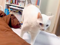 お兄ちゃんの部屋にやってきたネコ→寝る準備をすると…愛おしくてたまらない『いつもの光景』が19万再生「定位置だね」「本当の仲良し」