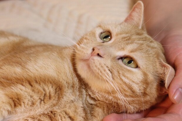 横になって撫でられる猫