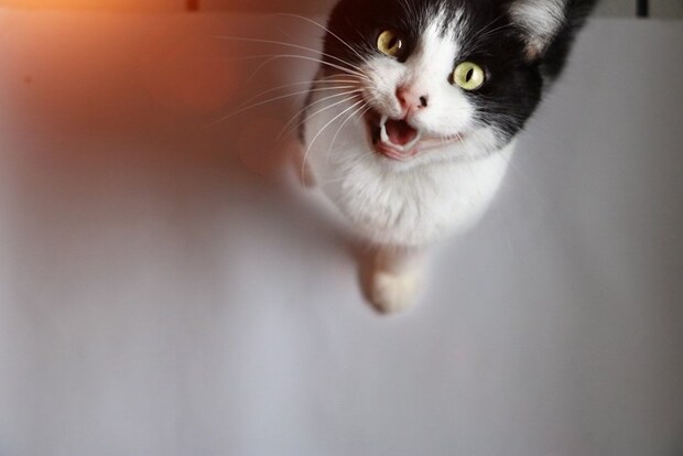 上を見て鳴く猫