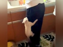ご飯が待ちきれない子猫→足によじ登ってきて…必死すぎる『まさかのアピール』が26万再生「いなくなったと思いきやｗ」「すごいｗｗ」