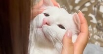 飼い主さんに構ってほしいネコ→『イタズラ』をして…可愛すぎる『お説教タイムの様子』が49万再生「癒された」「しっかり反省してるｗ」
