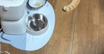 『物音がする』と思って見に行ったら、猫たちが……思わず頭を抱えた『衝撃の光景』に「冬のボーニャスｗ」「やっちゃったｗ」と18万再生