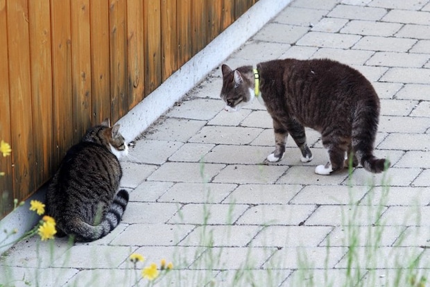 体を小さくしている猫と、それを見つめる猫