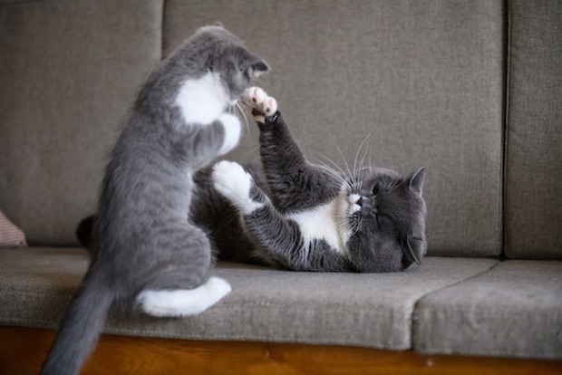 ひなたぼっこをしながらくつろいでいる猫