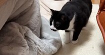 生まれて初めての『こたつ』を体験した猫→翌日になると……微笑ましすぎる光景に「早かったねｗ」「人間も猫もダメにするｗ」と反響