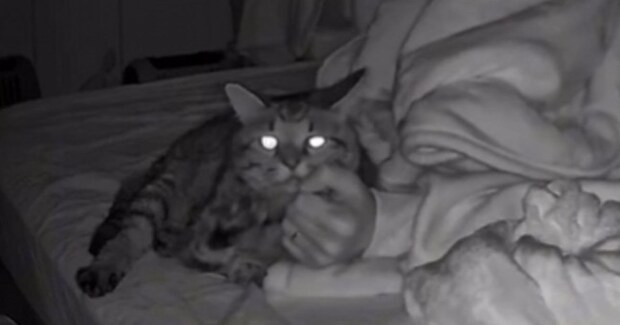 パパの寝返りで起きてしまったキジトラ猫→次の瞬間…夜中に偶然撮影された『尊すぎる光景』が42万再生「世界一かわいい」「ピットイン」