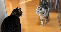 キッチンで目が合った2匹の猫→次の瞬間……思わず笑う『可愛すぎる行動』が19万表示「闘牛というか闘猫ｗ」「癒されるぅーｗ」