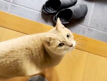帰宅したパパを出迎える猫→なぜか脱衣所に案内され…甘えたくて見せた『愛おしい行動』に「ツンデレがたまらない」「子猫に見えちゃう」と反響