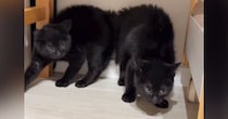 大きな物音が連続で続いた結果、子猫たちが…まさかの『やんのかポーズの連鎖』が36万再生「笑いが止まらん」「みんな驚いたんだねｗ」