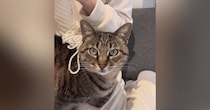 寒い冬、ママが手作りした『ニット帽』をかぶせてもらった猫→『気に入った？』と聞かれると…尊い光景が52万再生「可愛すぎて泣けてくる」