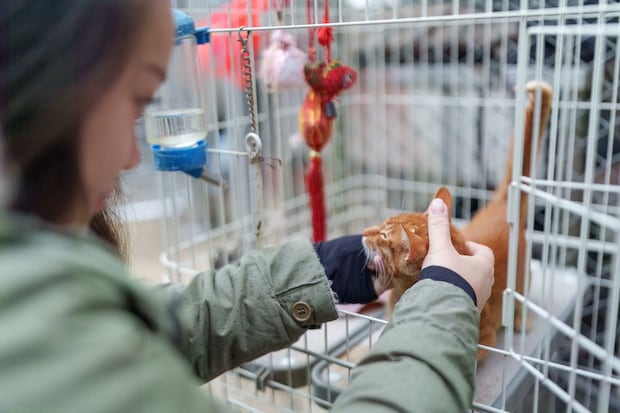 ケージの中の猫と遊ぶ少女