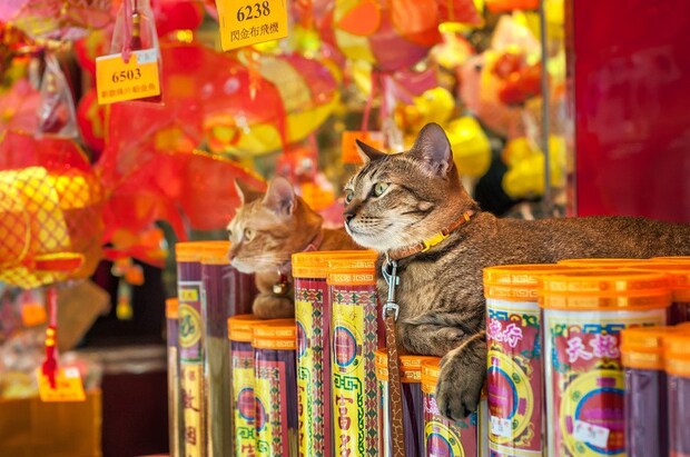 香港の店頭に座る猫2匹