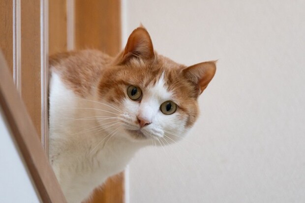 隙間から顔を出す猫