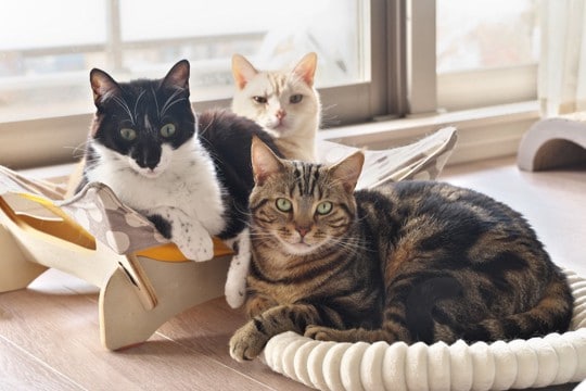 先住猫が新入り猫を『受け入れた』サイン3つ　打ち解けてもらうコツから注意点まで解説