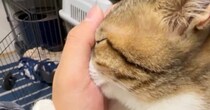 『手から何が出てるんだ…』飼い主さんに甘える猫→手のひらに…可愛すぎる"仕草"に６万いいね「マタタビを超える何か」「たまらん」