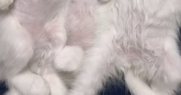 3匹の『赤ちゃん猫』→帰宅して、ご飯を食べさせたら…とんでもなく癒される『尊い瞬間』が72万再生「初めて天使を見た」「心臓が止まる」