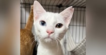 ガリガリの状態だった野良猫→保護されて1年…涙が止まらない『劇的なビフォーアフター』に17万いいね「幸せになったんだねぇ」「尊い」