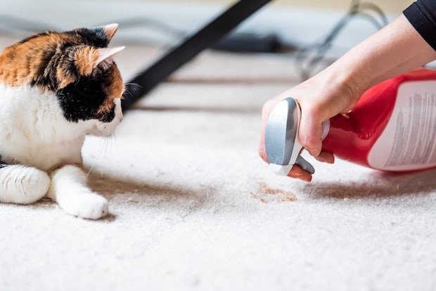 猫の嘔吐物を処理する