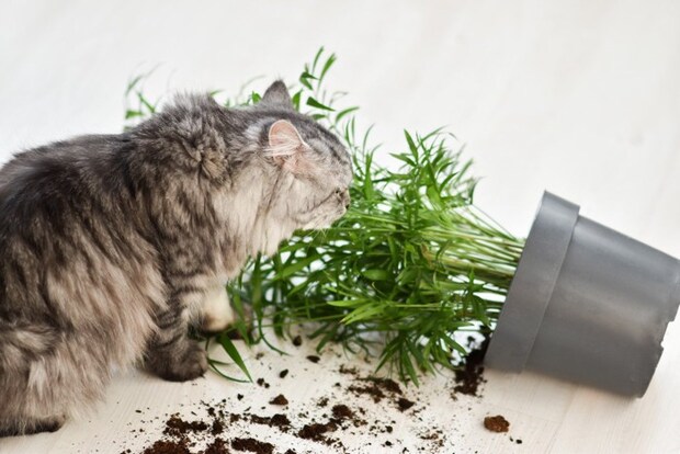 観葉植物を倒す猫
