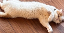 寒い日、床暖房を強めに設定したら…完全にダメになってしまった『３匹の猫と人間』に爆笑「進化の過程ｗｗ」「にゃんげんも落ちてるｗ」