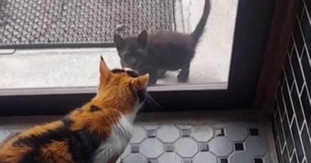 『おうちに入れて…』寒くなってきた頃、『玄関に突然現れた黒猫』→ガラガラの声で訴えかけてきて……「うるっときた」「ありがとう」と反響