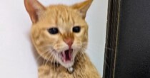 入浴中、『お風呂場にやって来た猫』→高いところから降りようとして…思わぬ悲劇が73万再生「期待を裏切らないｗ」「何度も見れるｗ」