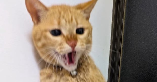 入浴中、『お風呂場にやって来た猫』→高いところから降りようとして…思わぬ悲劇が73万再生「期待を裏切らないw」「何度も見れるw」