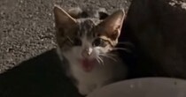 入院が必要なほどひどい状態だった『子猫』→保護されて、優しい先輩猫にお世話されると…現在の様子に感動の声「涙が出た」「素敵」
