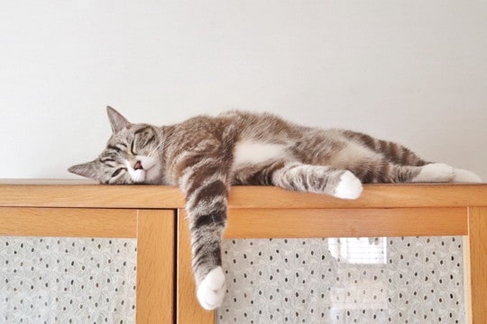 猫との暮らしで『野生を忘れているな』と感じる瞬間5選 愛猫が安心して過ごせている証とは?