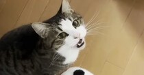 ニャーニャーと鳴き続ける猫→抱っこしてみると……『甘えん坊な様子』が可愛すぎると反響「もう赤ちゃんやん」「家から出られなくなるｗ」