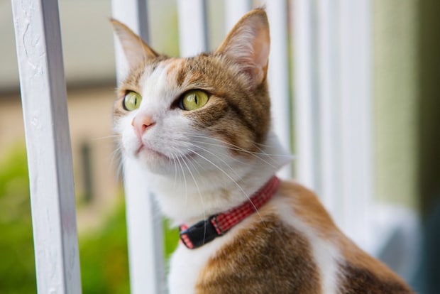 可愛い三毛猫