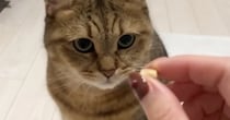 お手ができる猫→おやつが『ある時』と『ない時』の差を見てみると…爆笑必至の光景が40万再生「わかりやすい子だｗｗ」「とても賢いｗ」