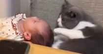 生まれたばかりの『赤ちゃん』→猫がクンクンと匂いを嗅いだ、次の瞬間…まさかの光景が41万再生「無言で草ｗ」「私は結構ですってかｗ」