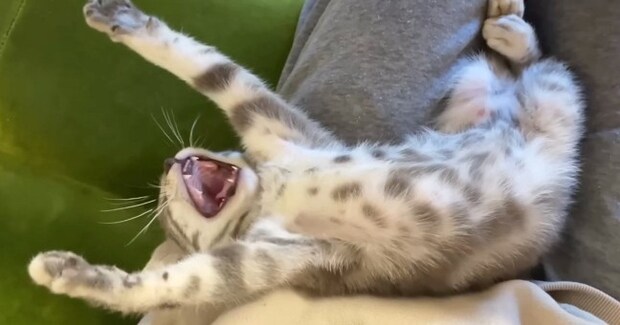 保護子猫を家に迎えてから『10日』しか経っていないのに……まさかの光景が273万再生「5年は一緒にいるような貫禄」「良かったなぁ」