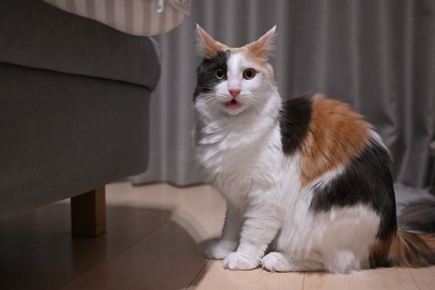 フレーメン反応をする猫