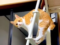 ハシゴから降りられない猫→観察してみたら…あまりにも愛おしい『困惑する様子』が50万再生「試行錯誤してて可愛い」「干されてるみたい」