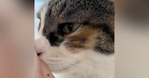 手が冷たいと思って見てみたら、猫が…ずっと見ていられる『可愛い愛情表現』が17万再生「猫吸われだねｗ」「鼻水を拭いてます」と反響