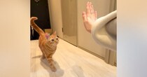 手を差し出して『タッチ』と言うと…得意技を『披露してくれる猫』が可愛すぎると143万再生「無限に見れる」「メロメロになった」