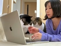 リモート会議中、集まってきた３匹の猫→席を離れた結果…『まさかのハプニング』に「イタズラっ子は逮捕だね」「３匹いると大変だ」と反響