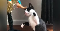 控えめなパンチを繰り出す『生後2か月の子猫』→１年が経つと…素敵すぎる『成長記録』に「なんて可愛いの」「ウルウルきちゃった」と反響
