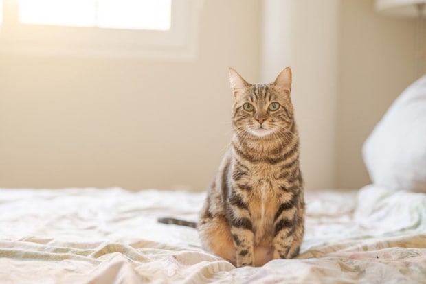 ベッドを陣取る猫
