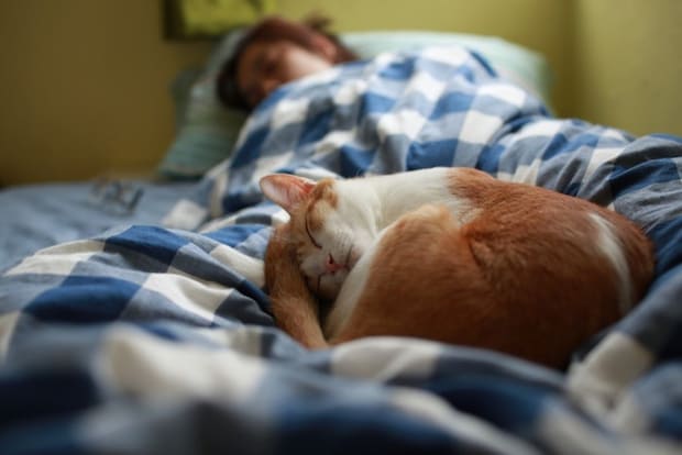 ベッドの足元で寝る猫