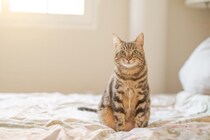 猫が飼い主から『離れて寝ようとする』理由5つ　愛猫の心理から一緒に寝るためのコツまで