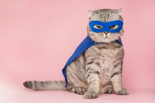 「愛猫はスーパーヒーロー」　SNSの投稿をきっかけに、猫の活躍談がネット上でにぎわう
