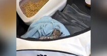 職場にやってきた『新入り保護子猫』→様子を見に行ったら…2日目とは思えない『まさかの光景』が197万再生「声出たｗ」「先輩感ｗ」