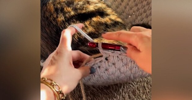 猫ハウスを『手編みでDIY』してみた結果…素敵すぎる制作過程と『完成後の様子』が178万再生「私も真似しよ」「とってもかわいい」と絶賛