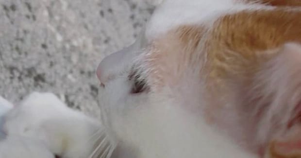 寒い冬、猫に『カイロ』を貸してあげた結果…おててを見ると→とんでもなく尊い『心温まる光景』に28万いいね「なんて愛しい」「涙が出た」