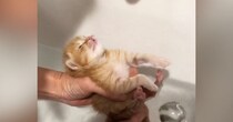 お風呂で『赤ちゃん猫』をマッサージした結果…思わずニヤける『尊すぎる反応』が76万再生「可愛くて爆発しそう」「たまらないｗ」